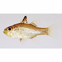 Ostorhinchus ishigakiensis (Ida et Moyer, 1974)