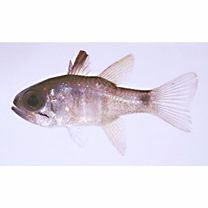 Nectamia bandanensis (Bleeker, 1854)