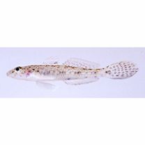 Glossogobius bicirrhosus (Weber, 1894)