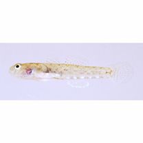 Calamiana mindora (Herre, 1945)