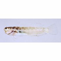 Ecsenius yaeyamaensis (Aoyagi, 1954)