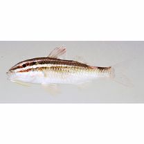 Parupeneus spilurus (Bleeker, 1854)