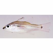 Pristiapogon fraenatus (Valenciennes, 1832)