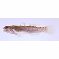 Mugilogobius sp. 2