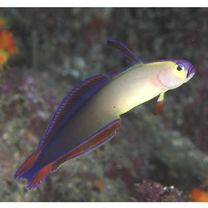 Nemateleotris decora Randall et Allen, 1973