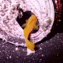 Lubricogobius exiguus Tanaka, 1915