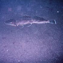 Suggrundus meerdervoortii (Bleeker, 1860)