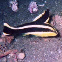 Diagramma pictum (Thunberg, 1792)