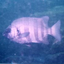 Oplegnathus fasciatus (Temminck et Schlegel, 1844)