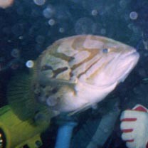 Epinephelus morrhua (Valenciennes, 1833)