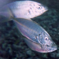 Pseudocaranx dentex (Bloch et Schneider, 1801)