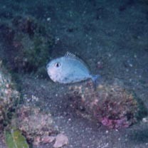 Naso brevirostris (Cuvier, 1829)