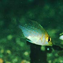 Lethrinus nebulosus (Forsskal, 1775)