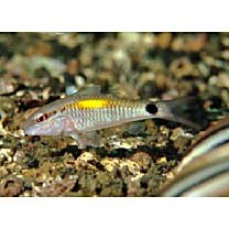 Parupeneus indicus (Shaw, 1803)