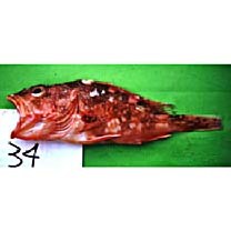 Sebastiscus tertius (Barsukov et Chen, 1978)