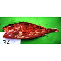 Sebastiscus tertius (Barsukov et Chen, 1978)