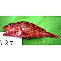 Sebastiscus tertius (Barsukov et Chen, 1978)