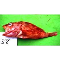 Sebastiscus tertius (Barsukov et Chen, 1978)