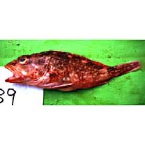 Sebastiscus tertius (Barsukov et Chen, 1978)