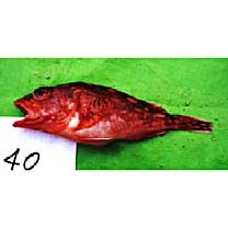 Sebastiscus tertius (Barsukov et Chen, 1978)