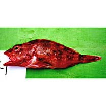 Sebastiscus tertius (Barsukov et Chen, 1978)