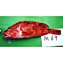 Sebastiscus tertius (Barsukov et Chen, 1978)