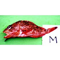 Sebastiscus tertius (Barsukov et Chen, 1978)