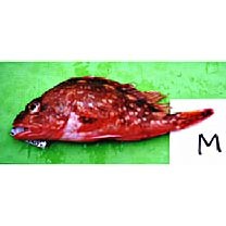 Sebastiscus tertius (Barsukov et Chen, 1978)