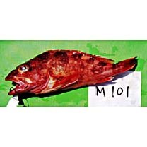 Sebastiscus tertius (Barsukov et Chen, 1978)