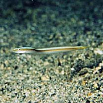 Gunnellichthys viridescens Dawson, 1968