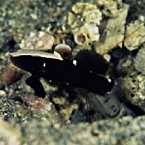 Lotilia klausewitzi Shibukawa, Suzuki et Senou, 2012