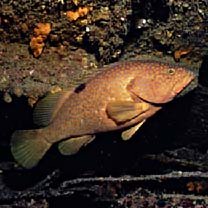 Epinephelus akaara (Temminck et Schlegel, 1842)