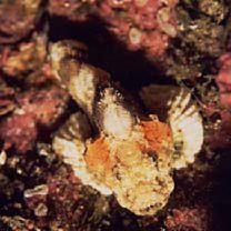 Scorpaenopsis neglecta Heckel, 1837 or S. diabolus Cuvier, 1829