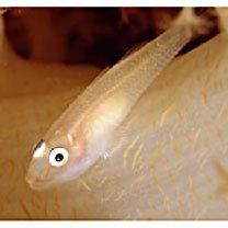 Pleurosicya boldinghi Weber, 1913