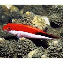 Paracirrhites forsteri (Schneider, 1801)