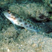 Ctenogobiops mitodes Randall, Shao et Chen, 2007