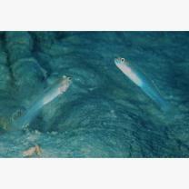 Amblygobius sp. A of Suzuki (2004)