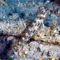 Ctenogobiops feroculus Lubbock et Polunin, 1977