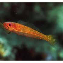 Trimma taylori Lobel, 1979