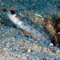 Ctenogobiops feroculus Lubbock et Polunin, 1977