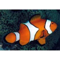 Amphiprion ocellaris Cuvier, 1830