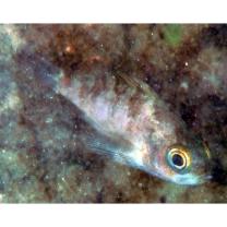 Sebastes inermis species complex