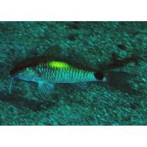 Parupeneus indicus (Shaw, 1803)