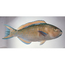 Scarus ghobban Forsskal, 1775