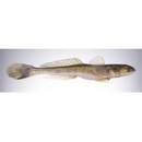 Synechogobius hasta (Temminck et Schlegel, 1845)