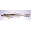 Synechogobius hasta (Temminck et Schlegel, 1845)