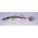 Glossogobius sp