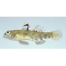 Redigobius bikolanus (Herre, 1927)