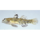 Redigobius bikolanus (Herre, 1927)