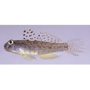 Exyrias puntang (Bleeker, 1851)